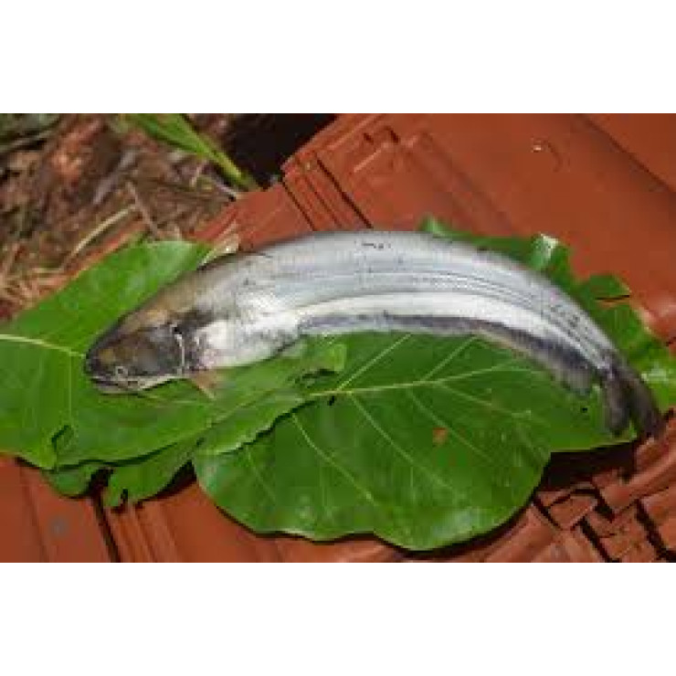 Cleaned Boal Fish / Attu Vaala Pcs - 400g